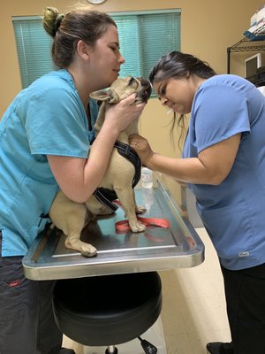 veterinary reproductive services near me