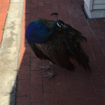 Casa de Wine - Wild Peacock randomly wandering freely around Casa de Wine / Fruta - Beer, Wine & Spirits Near Me - Hollister, California Casa de Wine - Wild Peacock randomly wandering freely around Casa de Wine / Fruta - Beer, Wine & Spirits Near Me - Hollister, California