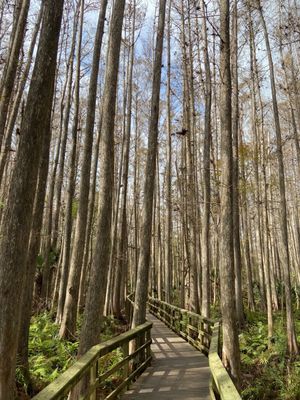Highlands Hammock State Park by null