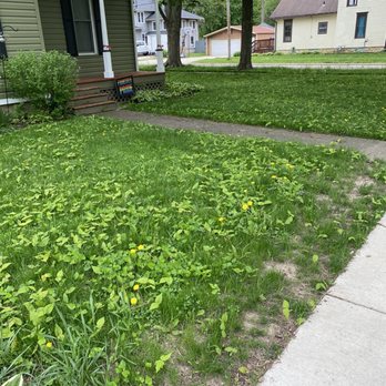 TruGreen Lawn Care - Weeds - Tree Services Near Me - Madison, Wisconsin TruGreen Lawn Care - Weeds - Tree Services Near Me - Madison, Wisconsin