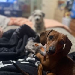 Poopy Scoopy - Happy their yard is clean!