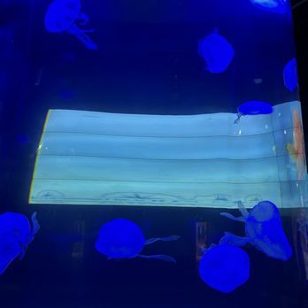 Loggerhead Marinelife Center - Community Service/Non-Profit Near Me - Juno Beach, Florida