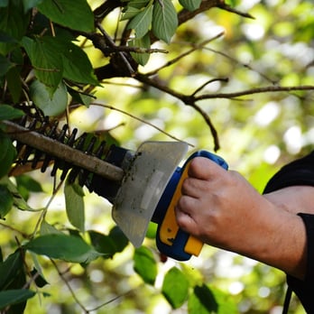 MDM Landscapes - a man trimming a tree - Landscaping Near Me - Godley, Texas MDM Landscapes - a man trimming a tree - Landscaping Near Me - Godley, Texas