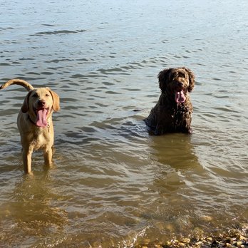 Apeiron Pups - Pack socialization - Dog Walkers Near Me