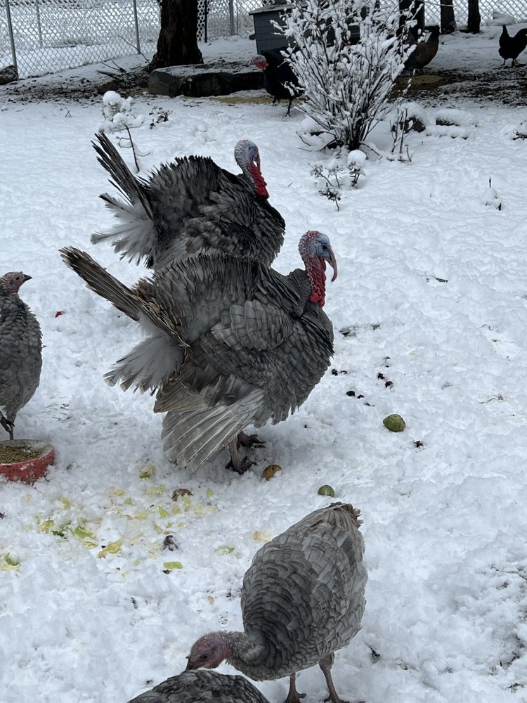 Irish Blessings Farm - beekeeping in Seeley Lake, MT