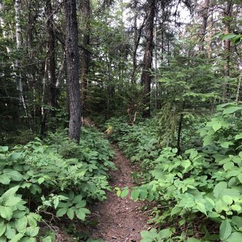 White Lake Provincial Park - Paths to the lake. - Parks Near Me - ON, Ontario