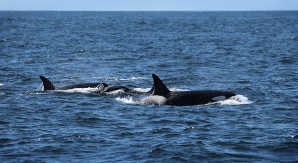 Chris' Fishing and Whale Watching by null