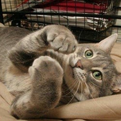 Pope County Humane Society