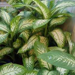 Seat of Wisdom Plant Nursery