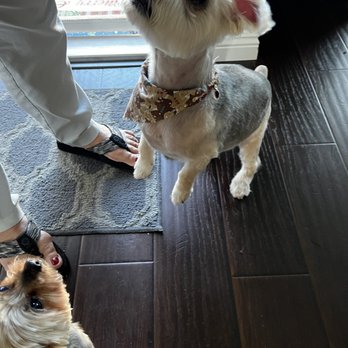 Puppy Momo's Mobile Grooming - Pet Groomers Near Me