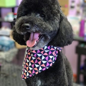 The Painted Pooch - Pet Groomers Near Me - Burien, Washington The Painted Pooch - Pet Groomers Near Me - Burien, Washington
