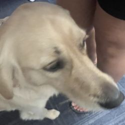 Primary Eye Care Associates - I was told the doctor's dog is often there and he was the sweetest!