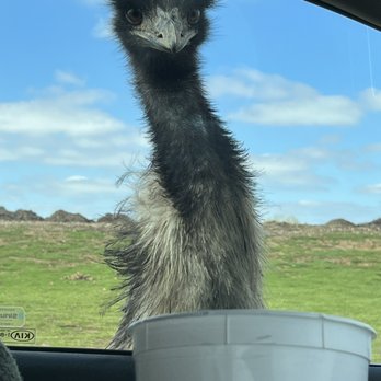 TENNESSEE SAFARI PARK - Updated December 2024 - 610 Photos & 122