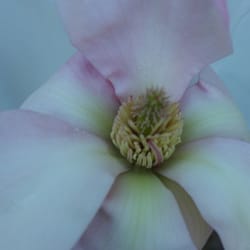 Bleuwood Nursery - 'Blushing Belle' Magnolia