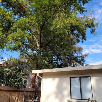 Above It All Tree Care - Other angle of same work - Tree Services Near Me