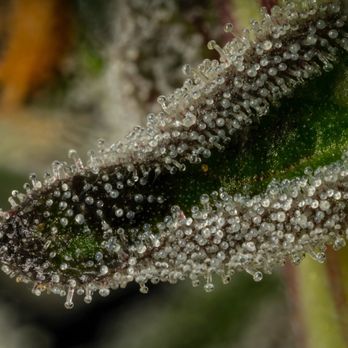 Lemonnade - Cannabis Dispensaries Near Me - Denver, Colorado Lemonnade - Cannabis Dispensaries Near Me - Denver, Colorado