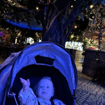 Rainforest Cafe - Baby looking at fish tanks - American Near Me - Gurnee, Illinois Rainforest Cafe - Baby looking at fish tanks - American Near Me - Gurnee, Illinois