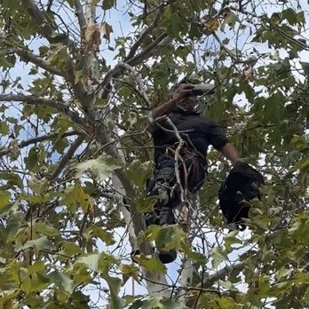 Paez Tree Service - Drone rescue - Tree Services Near Me - Anaheim, California