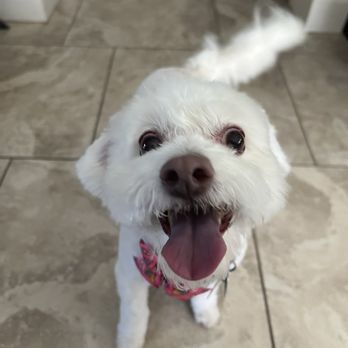 Betty and Friends Grooming - Super happy pup :) - Pet Groomers Near Me - Phoenix, Arizona Betty and Friends Grooming - Super happy pup :) - Pet Groomers Near Me - Phoenix, Arizona