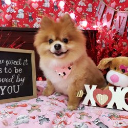 Pawcasso Pet Studio - Pet grooming