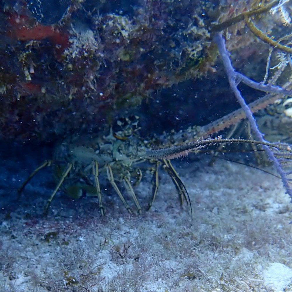Rainbow Reef Dive Center - Scuba Diving Near Me - Key Largo, Florida Rainbow Reef Dive Center - Scuba Diving Near Me - Key Largo, Florida