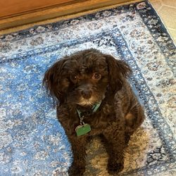 Morningstar Dog Grooming Giftly Beautiful Gift Card Alternative