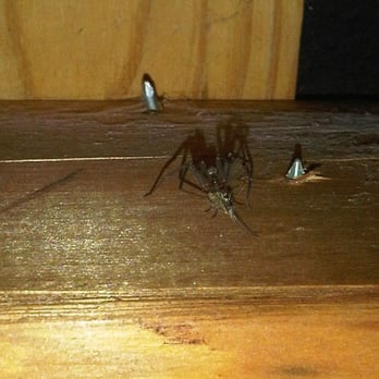 Sunflower Pest Solutions - Brown Recluse - Pest Control Near Me - Basehor, Kansas
