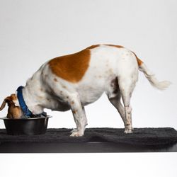 Daily Dose Wellness - Doogar had been unable to stand, walk or use the bathroom on his own for nearly 3 years before the PAWS team got to him. Now he can stand!