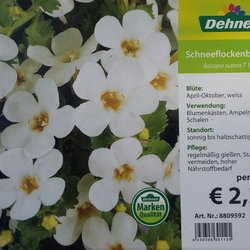 Dehner - Schneeflockenblume