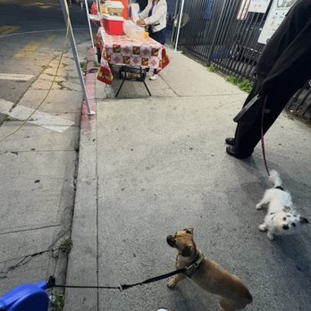 Downey Animal Care Center - out for a walk - Pet Adoption Near Me - Downey, California