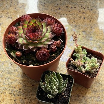 Succulence - Team Building Activities Near Me