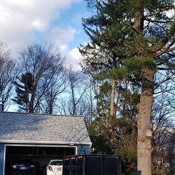 All American Tree Service