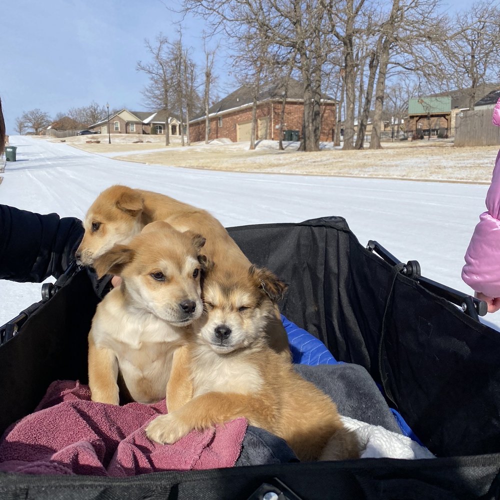 Hollywood Feed - Puppies that were found in freezing weather. They were so malnourished, scared, and had been roaming for a while. - Pet Stores Near Me - Edmond, Oklahoma