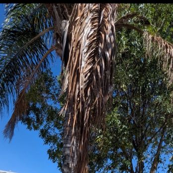 Ruben's Tree Service - Trees before - Tree Services Near Me Ruben's Tree Service - Trees before - Tree Services Near Me
