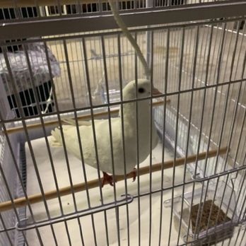 Woodlands Wildlife Elimination - Safe and sound! - Pest Control Near Me - Spring, Texas Woodlands Wildlife Elimination - Safe and sound! - Pest Control Near Me - Spring, Texas