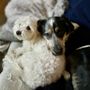 Photo of Dog Behaviorist Denver