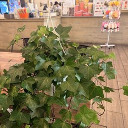 Hello from my new English Ivy. Nothing to do with blended bistro. I just love her. Hello from my new English Ivy. Nothing to do with blended bistro. I just love her.