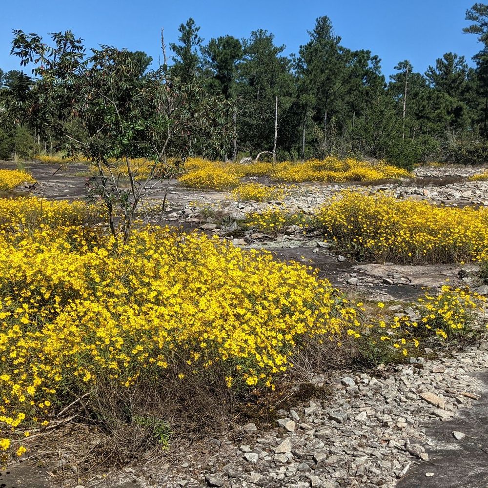 Arabia Mountain Trail - Climbing Near Me - Lithonia, Georgia Arabia Mountain Trail - Climbing Near Me - Lithonia, Georgia