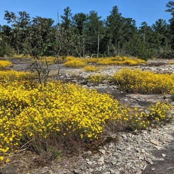 Arabia Mountain Trail - Climbing Near Me - Lithonia, Georgia