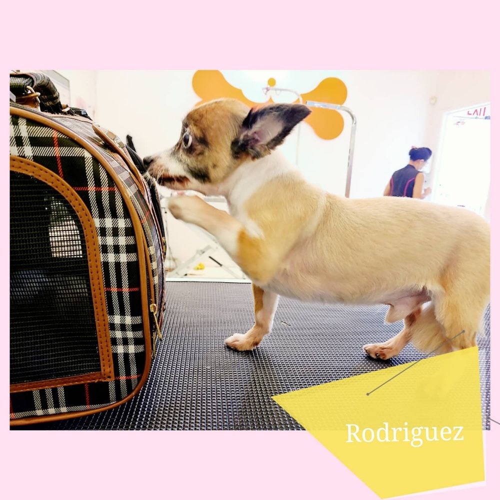 THE CIRCUS GROOMER Updated September 2024 69 Photos Los Angeles