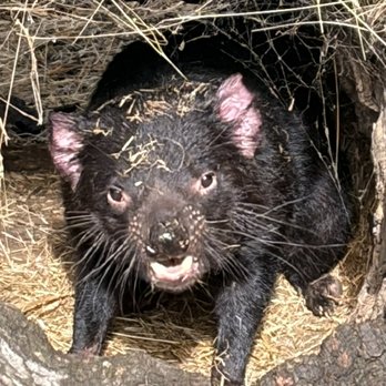Bonarong Wildlife Sanctuary - Zoos Near Me - Brighton, TAS