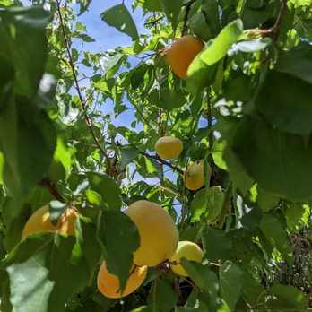 Canciamilla Ranch - Fruits & Veggies Near Me - Brentwood, California Canciamilla Ranch - Fruits & Veggies Near Me - Brentwood, California