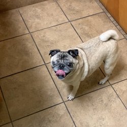 Central Texas Animal Hospital - Just look at that smile! Thanks Central Texas Animal Hospital!!