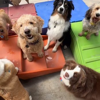 Cha Cha's Dog Daycare - Pet Groomers Near Me - Sacramento, California