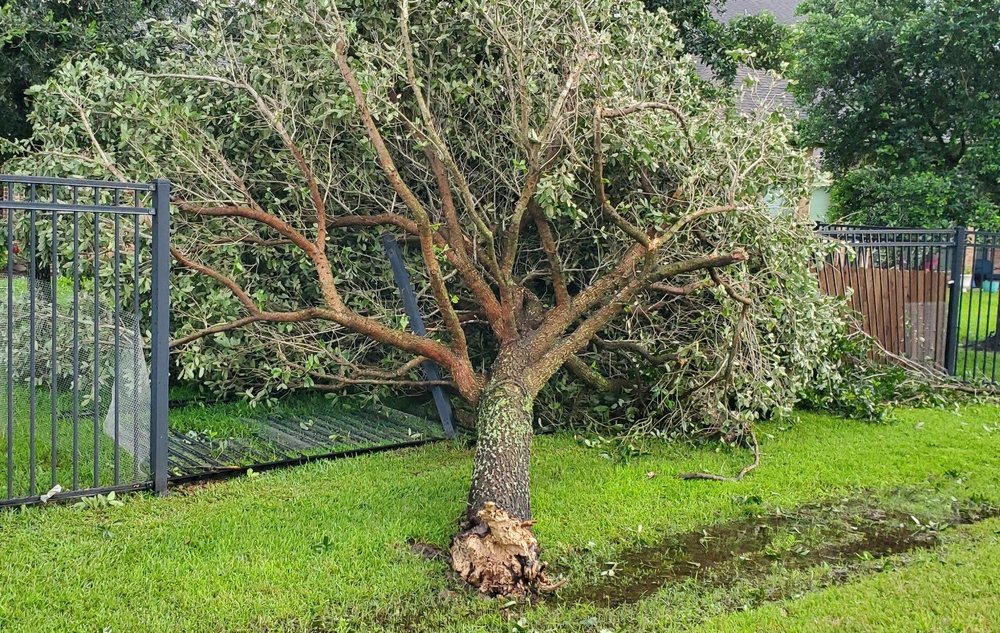 Family Tree Professional Tree Service - tree service in Houston, TX