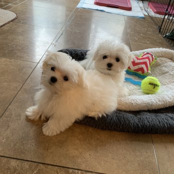 Petian - Maltese puppies - Pet Groomers Near Me - Fullerton, California Petian - Maltese puppies - Pet Groomers Near Me - Fullerton, California