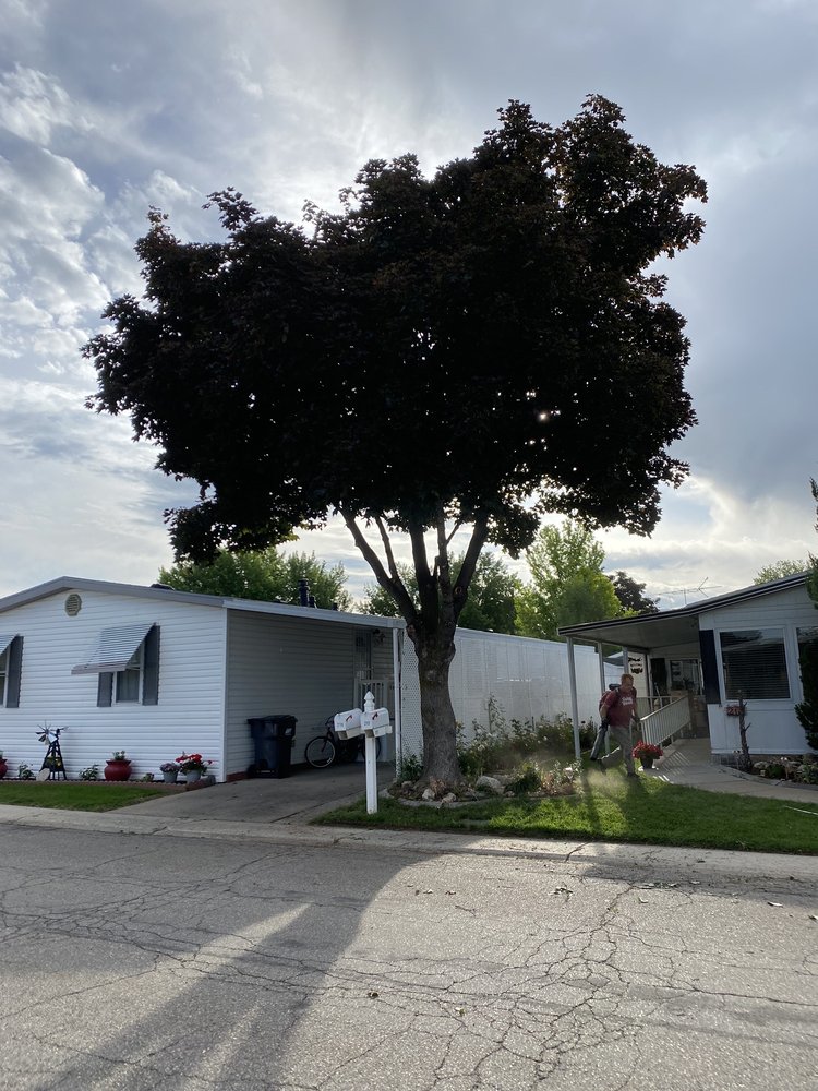 Cutz Treez - tree service in Washington Terrace, UT