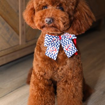 Shampers Dog Grooming Salon - Pet Groomers Near Me - Hillside, VIC Shampers Dog Grooming Salon - Pet Groomers Near Me - Hillside, VIC