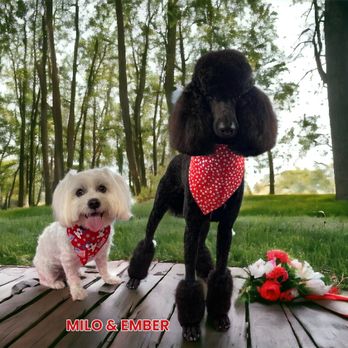 Best loving cuts mobile pet grooming 2025