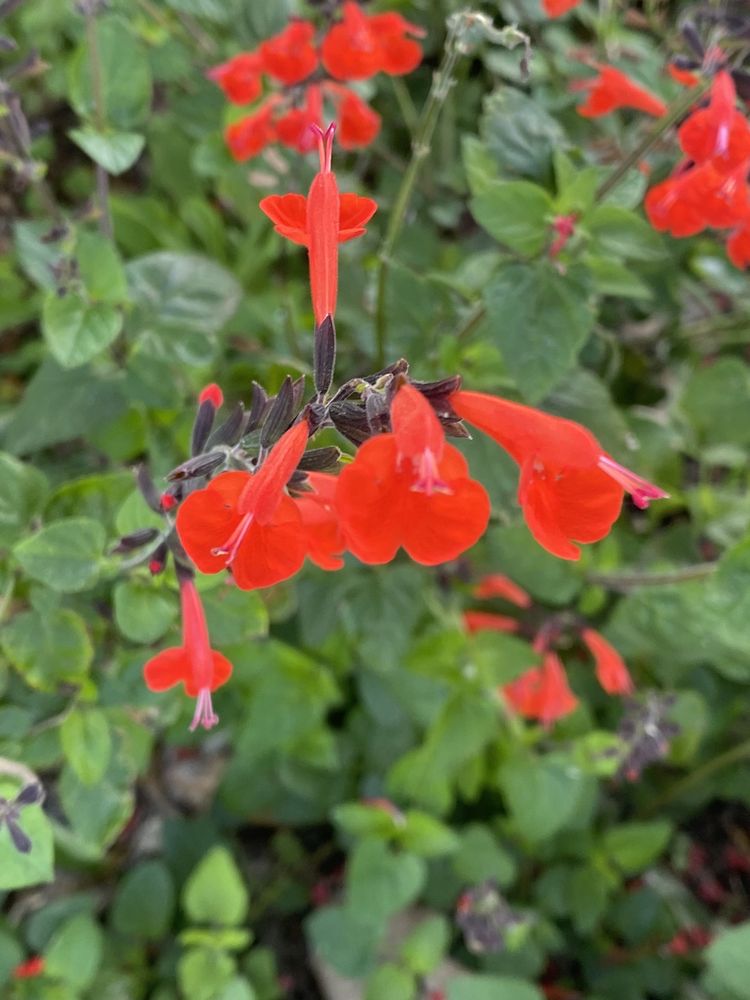 GREEN ISLE GARDENS Updated April 2024 21 Photos 11303 Hwy 33